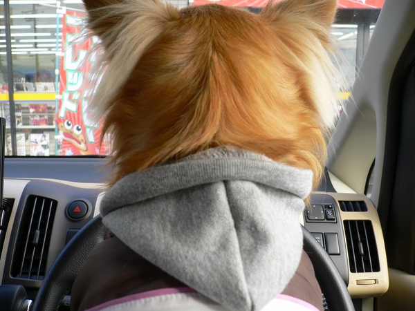 運転犬