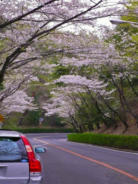 桜坂と愛車