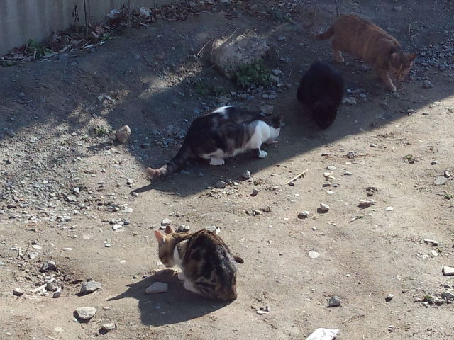 中古車販売 中古車買取 アップル