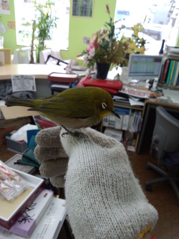 中古車販売 中古車買取 アップル