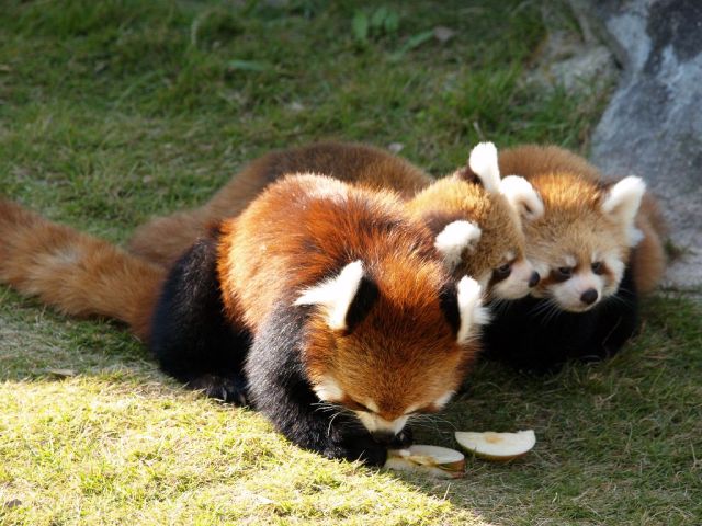 中古車販売 中古車買取 アップル