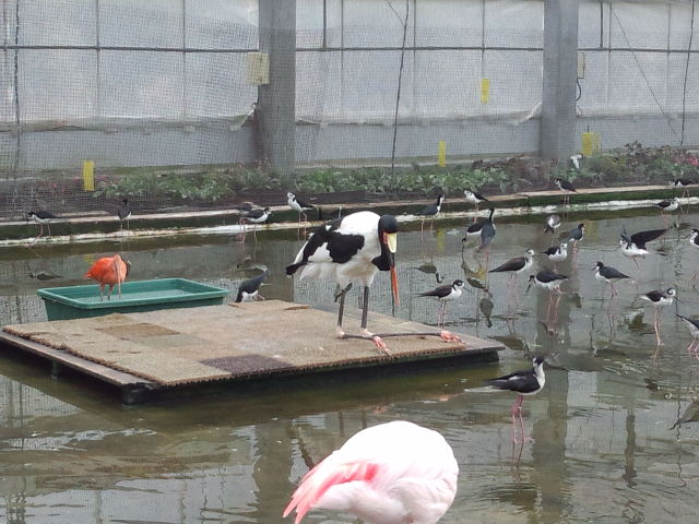 中古車販売 中古車買取 アップル