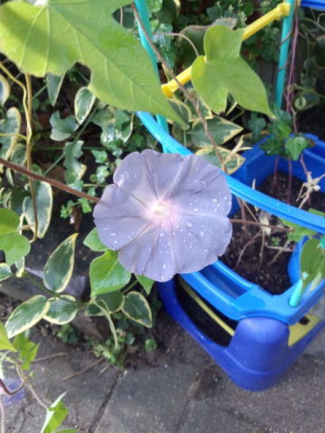 中古車販売 中古車買取 アップル