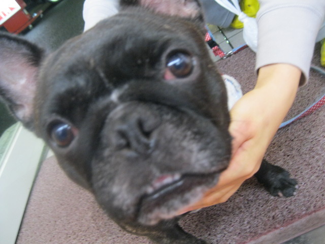 中古車販売 中古車買取 アップル