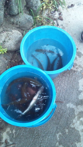 中古車販売 中古車買取 アップル