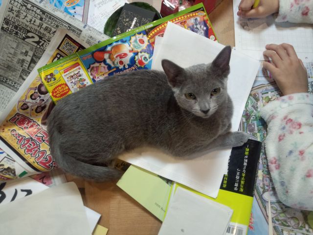 中古車販売 中古車買取 アップル