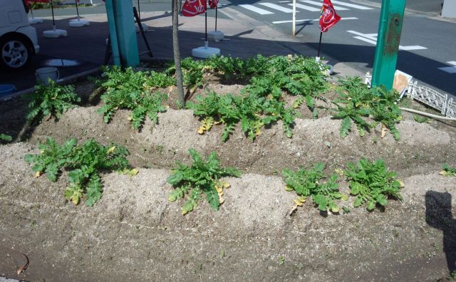 中古車販売 中古車買取 アップル