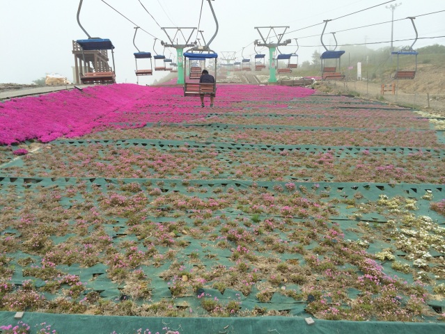 中古車販売 中古車買取 アップル