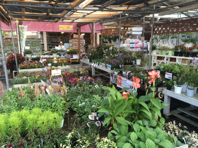 中古車販売 中古車買取 アップル