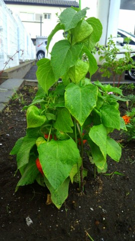 中古車販売 中古車買取 アップル