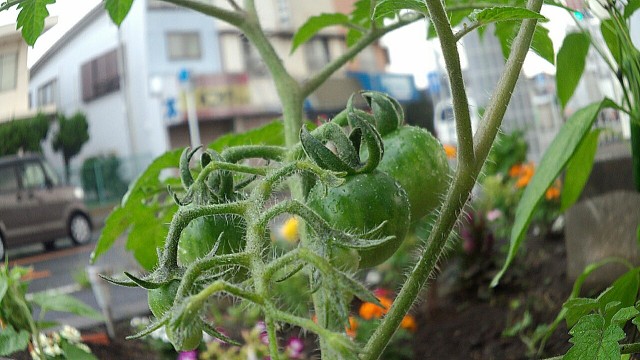 中古車販売 中古車買取 アップル