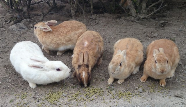 中古車販売 中古車買取 アップル