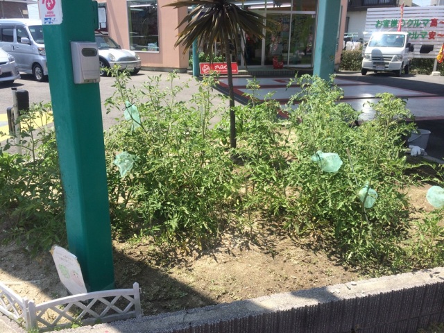 中古車販売 中古車買取 アップル