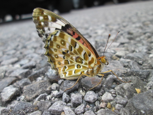 中古車販売 中古車買取 アップル