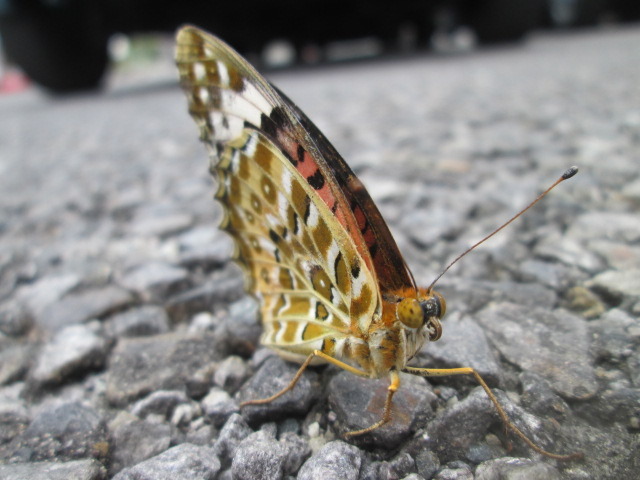 中古車販売 中古車買取 アップル