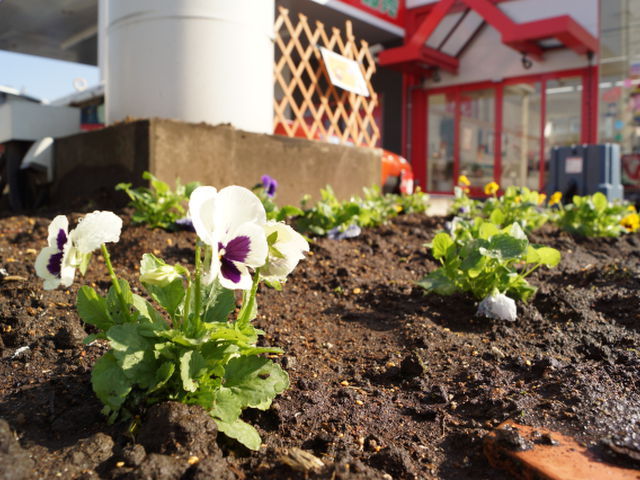 中古車販売 中古車買取 アップル