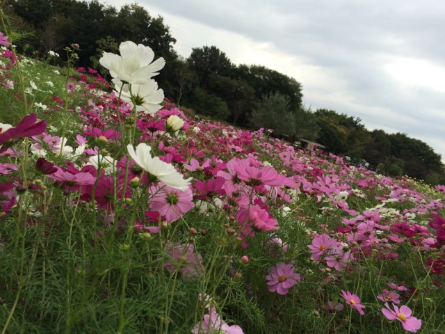 中古車販売 中古車買取 アップル
