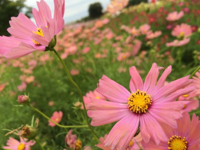 中古車販売 中古車買取 アップル