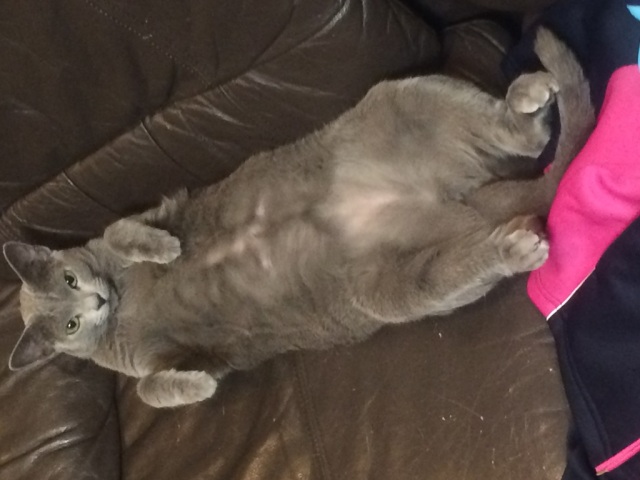 中古車販売 中古車買取 アップル