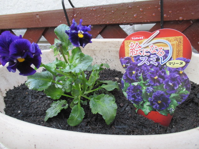 中古車販売 中古車買取 アップル