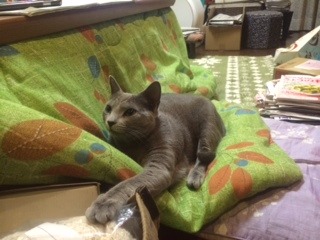 中古車販売 中古車買取 アップル