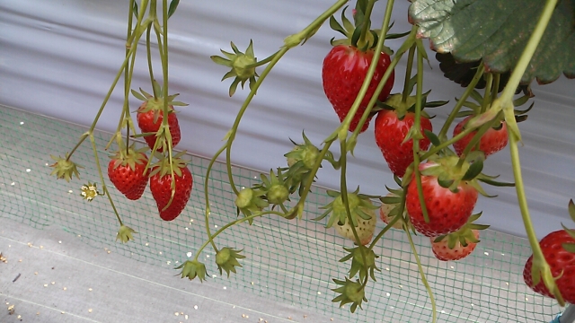 中古車販売 中古車買取 アップル