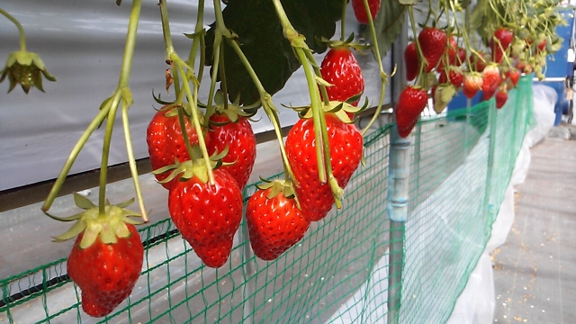 中古車販売 中古車買取 アップル