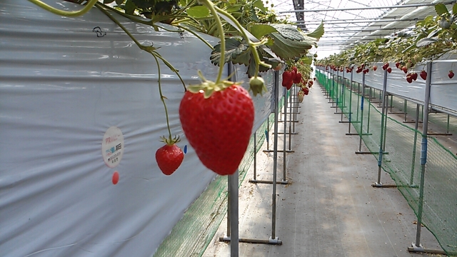 中古車販売 中古車買取 アップル