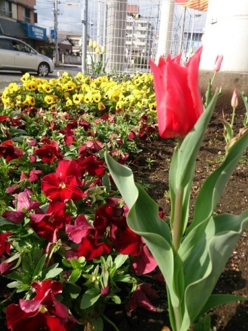 中古車販売 中古車買取 アップル