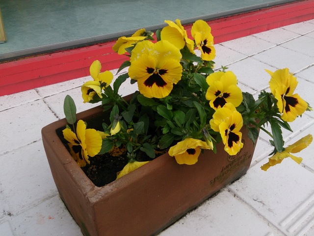 中古車販売 中古車買取 アップル