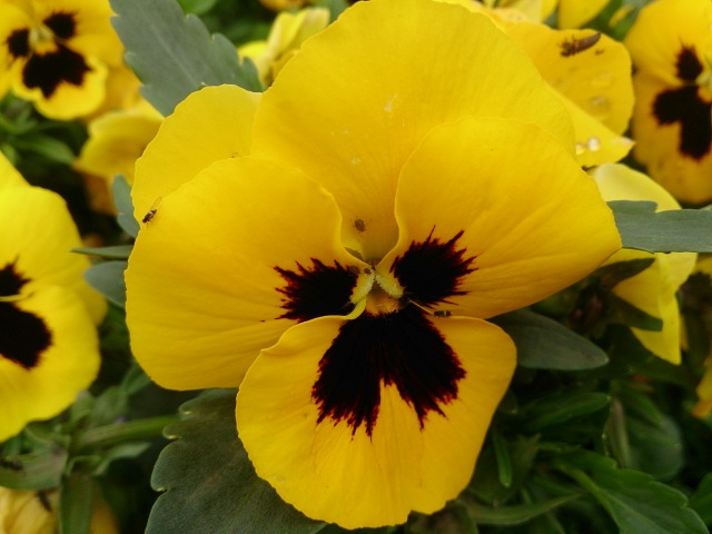 中古車販売 中古車買取 アップル