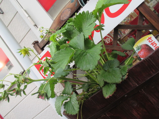 中古車販売 中古車買取 アップル