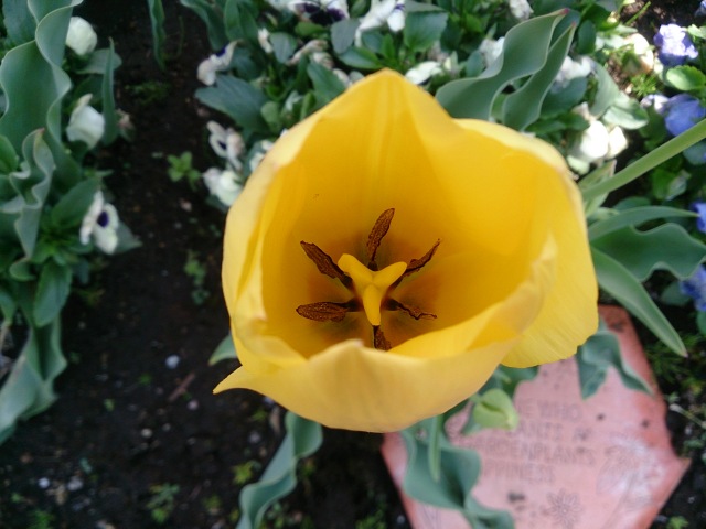 中古車販売 中古車買取 アップル