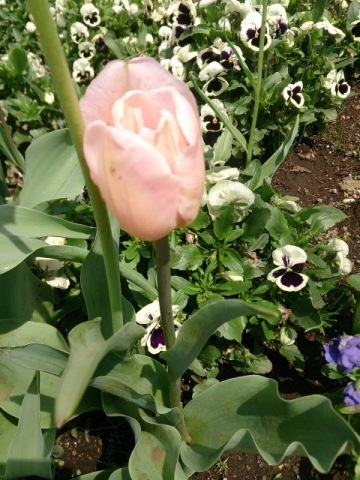 中古車販売 中古車買取 アップル