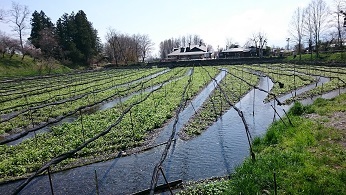 中古車販売 中古車買取 アップル