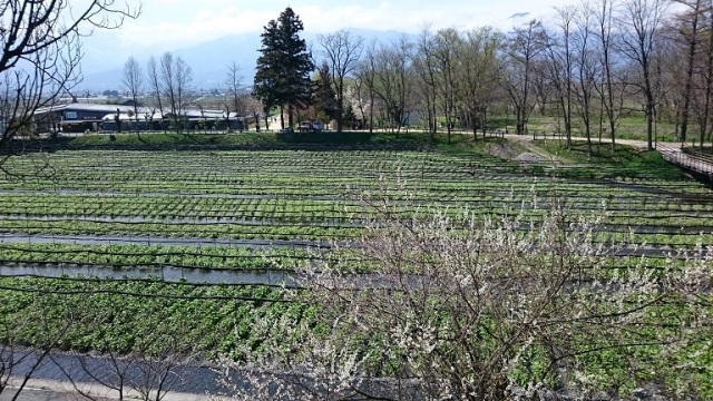 中古車販売 中古車買取 アップル