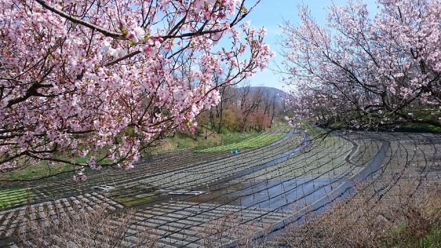 中古車販売 中古車買取 アップル