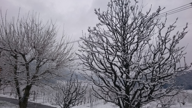 中古車販売 中古車買取 アップル