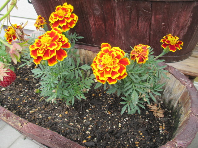 中古車販売 中古車買取 アップル