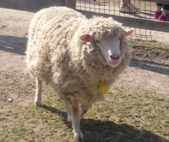 中古車販売 中古車買取 アップル