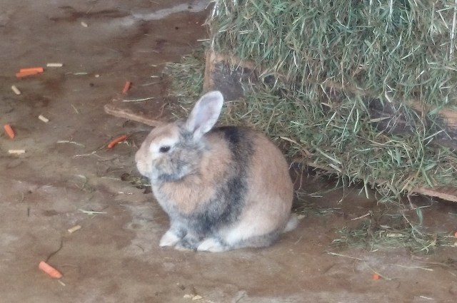 中古車販売 中古車買取 アップル