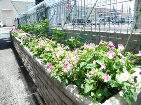 中古車販売 中古車買取 アップル