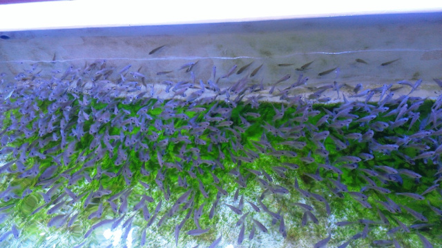 中古車販売 中古車買取 アップル