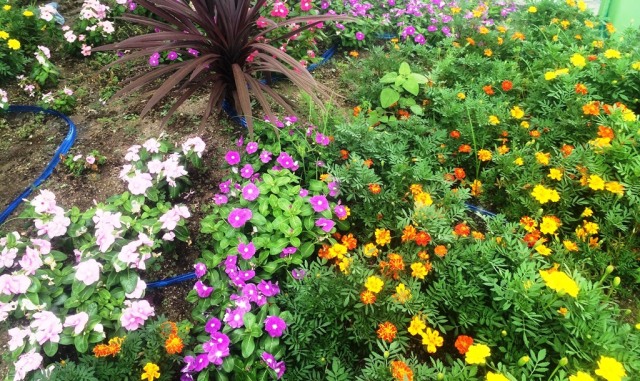 中古車販売 中古車買取 アップル