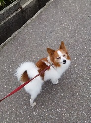 中古車販売 中古車買取 アップル