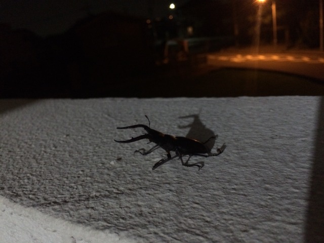 中古車販売 中古車買取 アップル