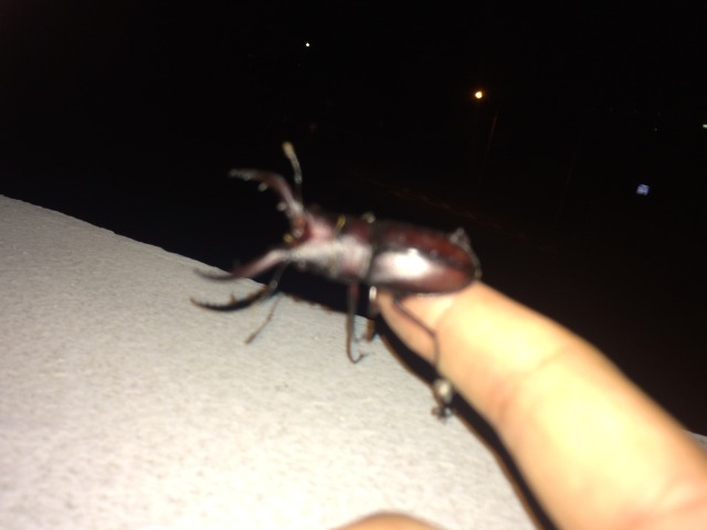 中古車販売 中古車買取 アップル