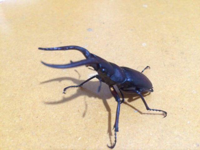 中古車販売 中古車買取 アップル