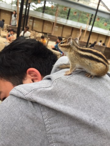 中古車販売 中古車買取 アップル