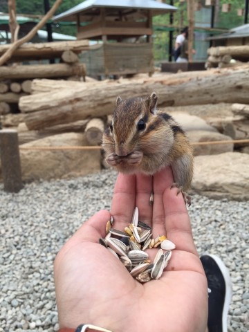 中古車販売 中古車買取 アップル